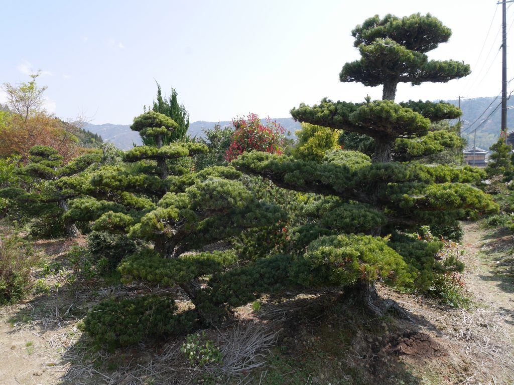 庭園樹木種類 路樹種類圖片 Jhnpy